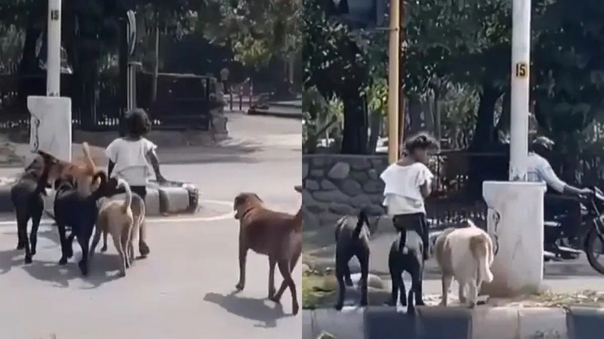 सुप्रीम कोर्ट के आदेश के बाद दिल्ली के डॉग शेल्टरों की जमीनी हकीकत