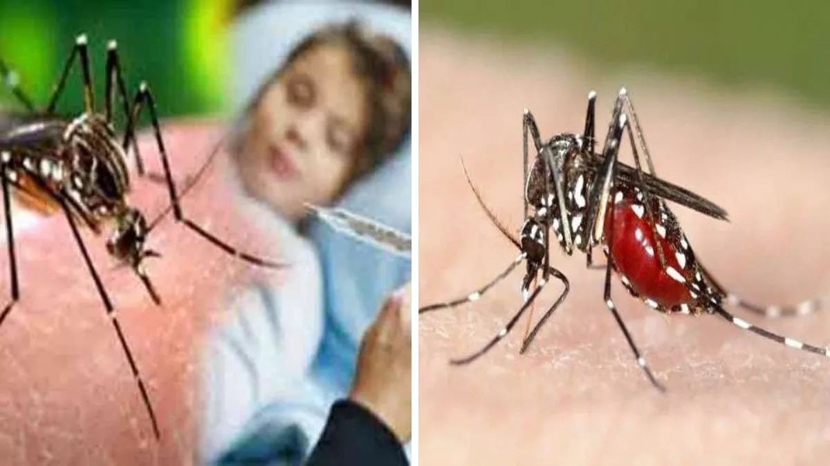 नोएडा में डेंगू का कहर