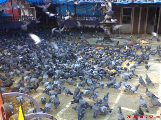 Why Has Mumbai’s Crackdown on Pigeon Feeding Nearly Stalled? BMC Records Only 19 Cases In 2026 So Far