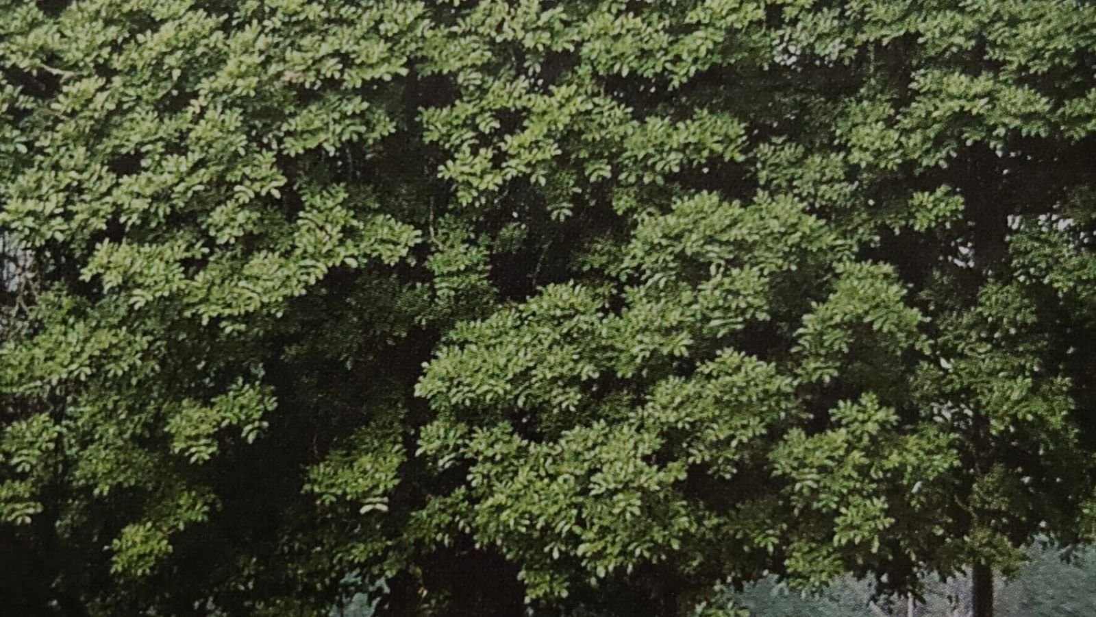 Nearly 50% tree species planted recently at Central Ridge ‘unsuitable’ for terrain