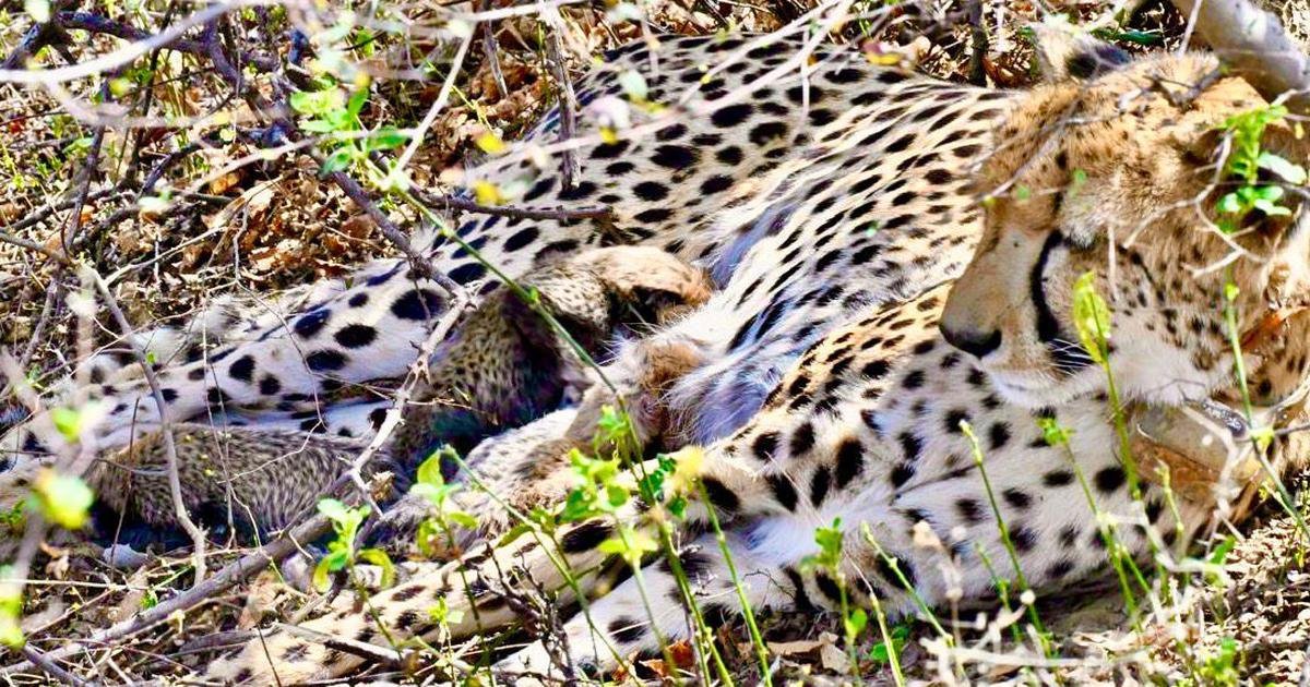 Four cheetah cubs found dead in Kuno National Park one month after their birth