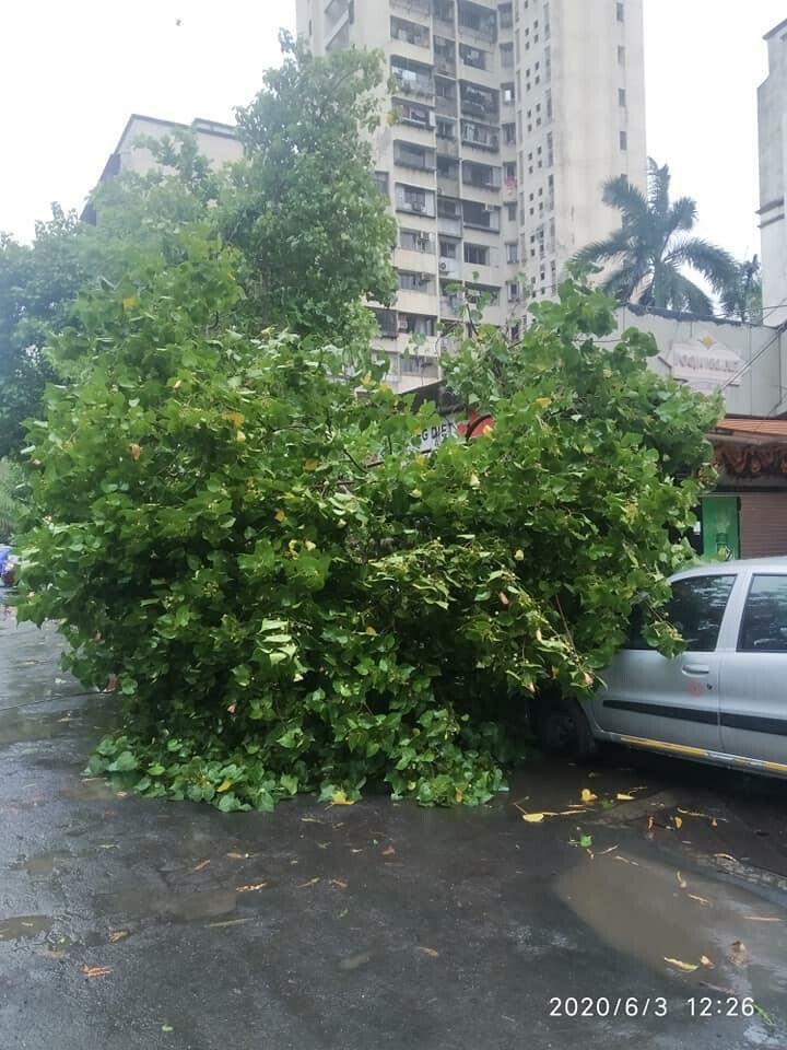 Tree Fall Crisis Deepens: Mumbai Records 523 Incidents in Just 24 Hours