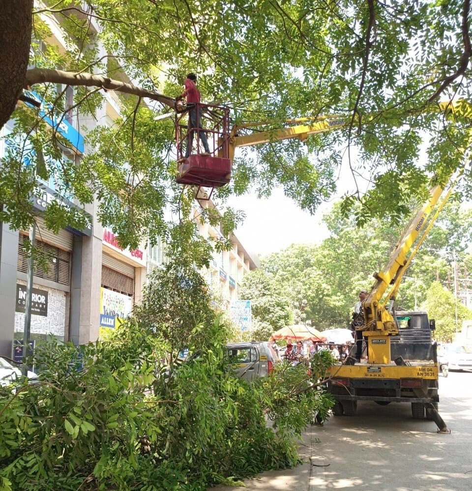 BMC Begins Pre-Monsoon Tree Pruning Drive Across Mumbai; Environmentalists Raise Concerns