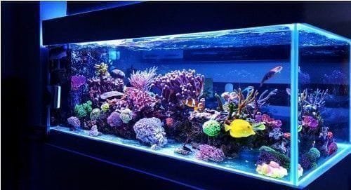 12 Unique Fish Tank or Aquarium Design Ideas for Your Home
