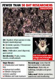 India blind as bat to winged creatures’ existential threat