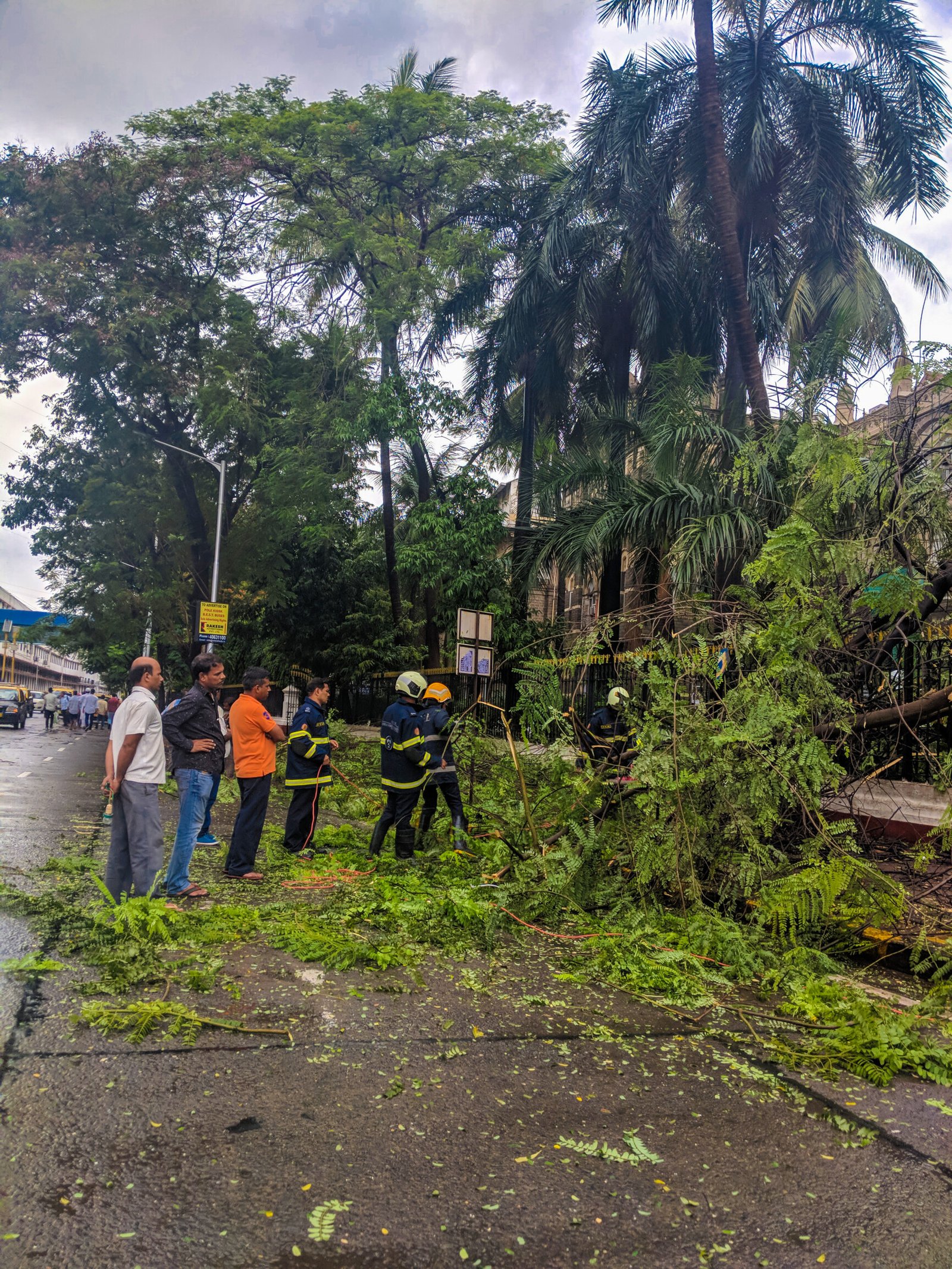 Maharashtra Govt Eases Tree Felling Rules Industrial Projects, Cuts Approval Time to 15 Days