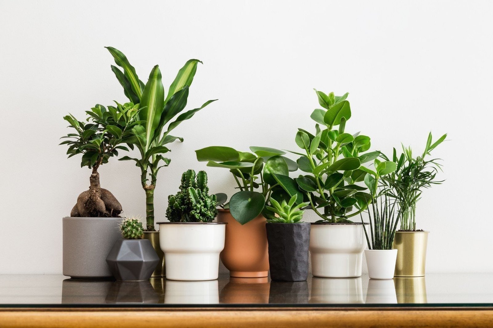 Vastu Plants for Home - 20 Plants Best for Home As Per Vastu