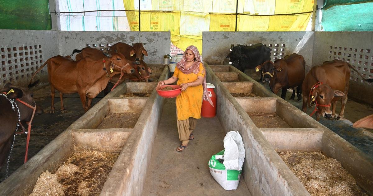 UP dairy farmers face losses as summer takes a toll on cattle