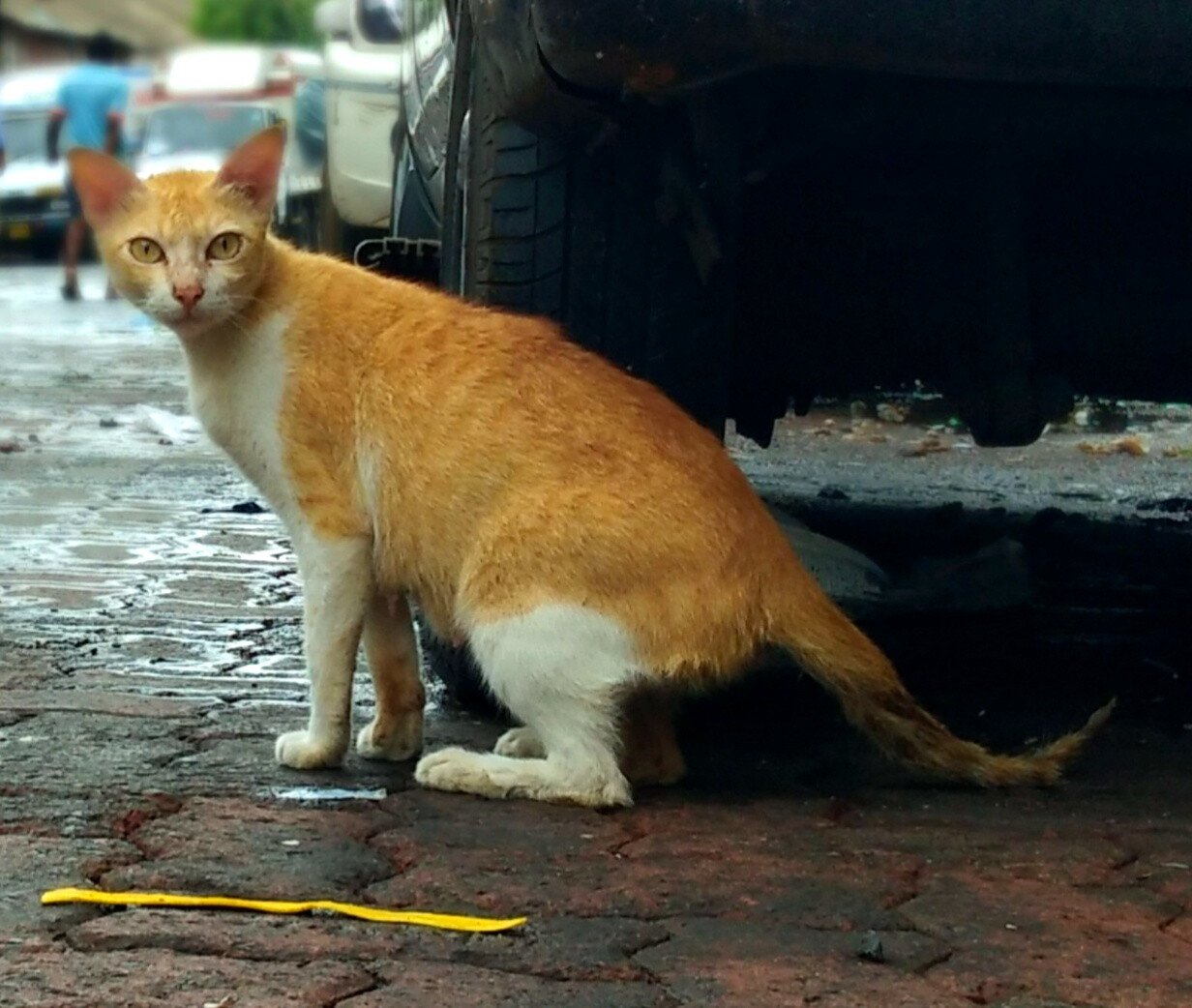 Pet Care Trends 2026: Mumbai is crowned India's cat capital