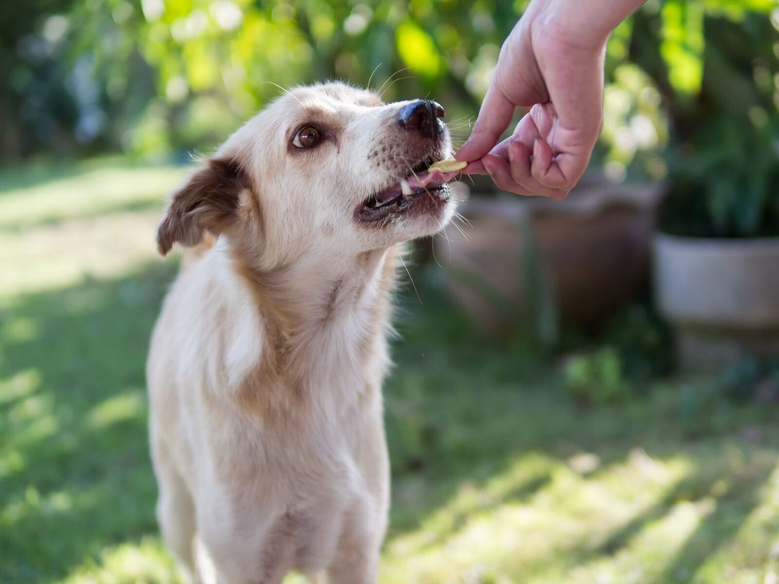 Vasai-Virar Reports 15,000 Dog Bite Cases In 4 Months; Civic Body Announces Shelter, Speeds Up Sterilisation
