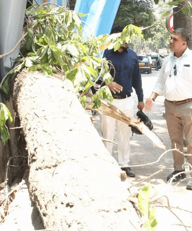 Mumbai: Three Girls Injured After Tree Falls on Auto-Rickshaw in Khar