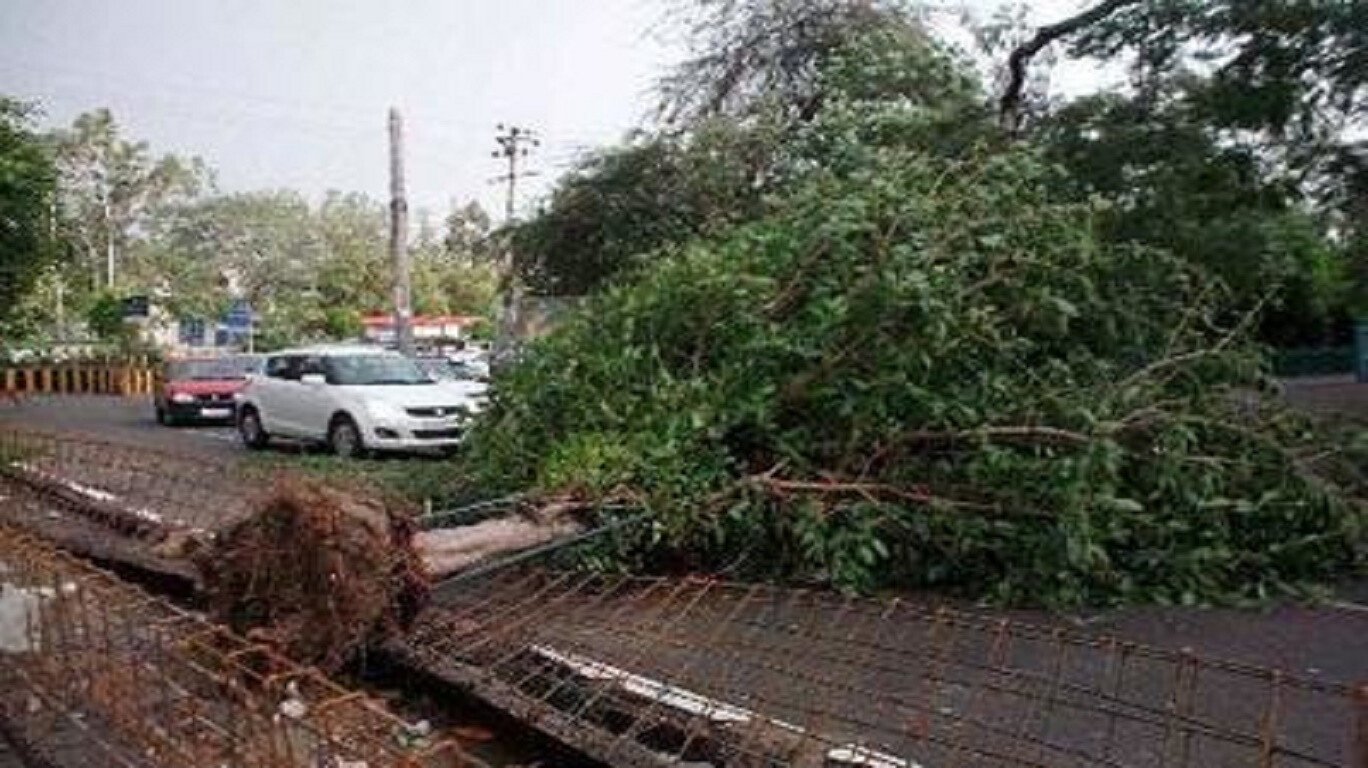 Mumbai Tree Collapse: BMC Panel Suggests 4 Major Changes to Improve Safety