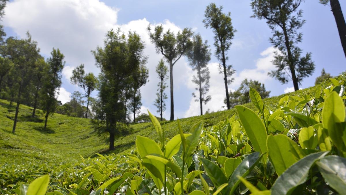 Tamil Nadu election 2026: Improvement of tourism facilities a key demand in Valparai constituency