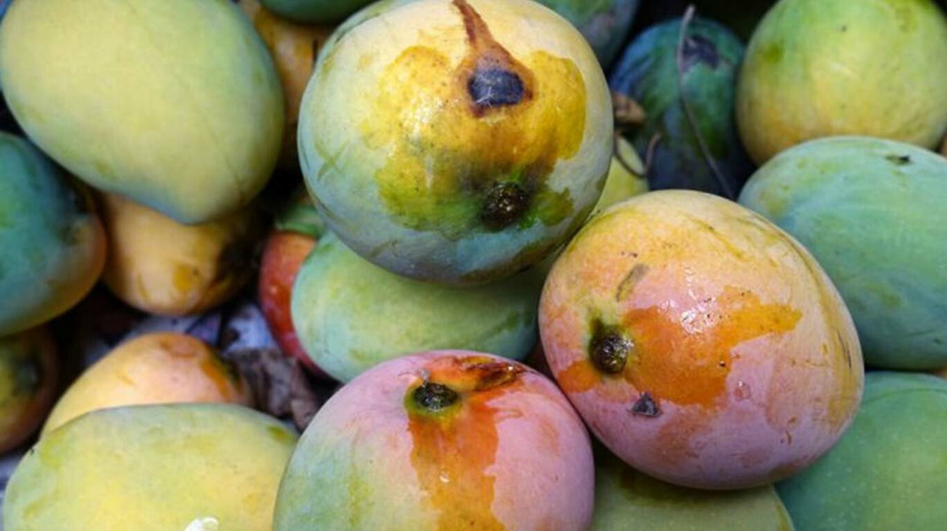 Mumbai: India Post to Deliver GI-Tagged Ratnagiri Alphonso Mangoes at Doorstep