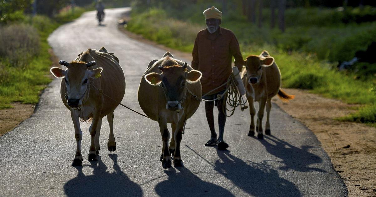 ‘Attempt to curb ritual sacrifice’: CPI (M-L) moves HC against Bengal curbs on animal slaughter
