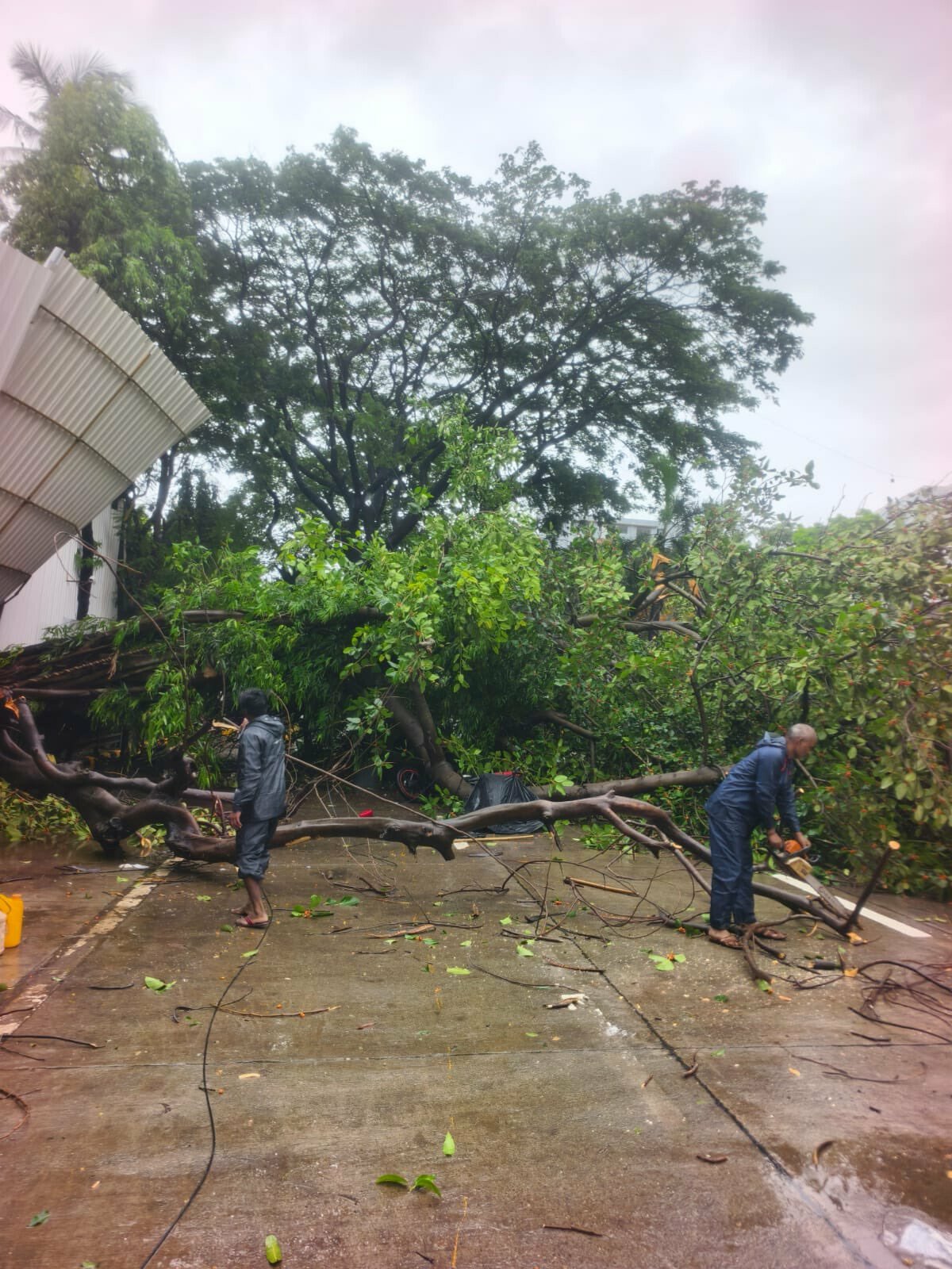 Mumbai: Eight Injured After Tree Collapses During Inspection in Santacruz Amid Heavy Rains