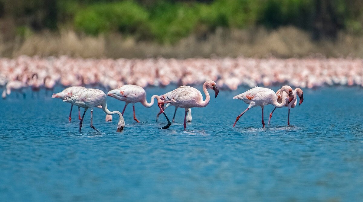 Delayed Flamingo Migration Raises Environmental Concerns in MMR