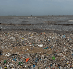 BMC Removes 1800 MT of Marine Waste From Juhu Beach in Just 10 Days