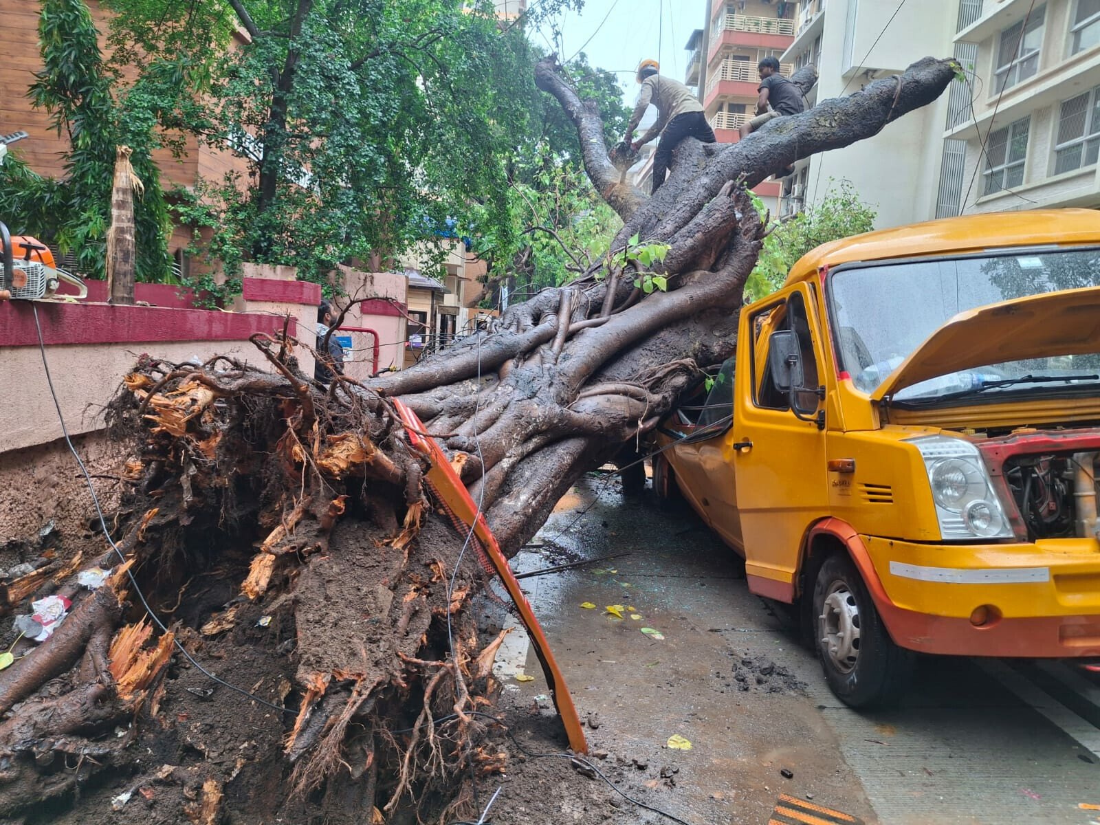 Mumbai: Chembur Tree Collapse Probe Recommends Fixing Contractor Accountability for Root Damage