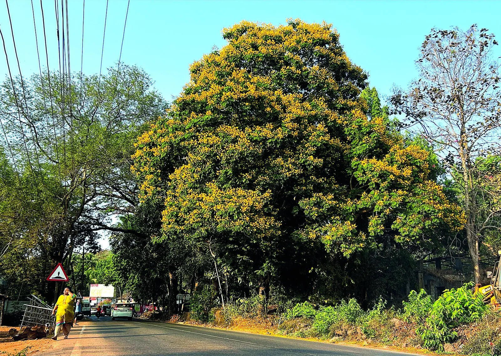Why Plan To Rid City Forests Of Termites Has Bugged Experts