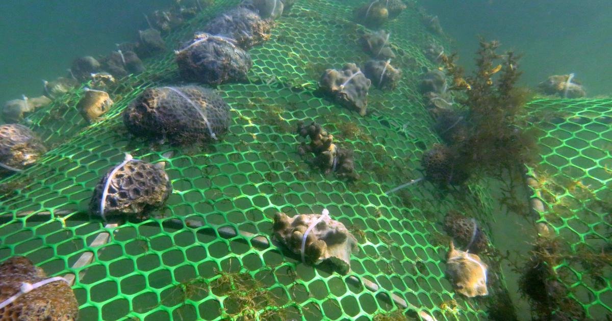 How India’s coral reef restoration efforts are paying off