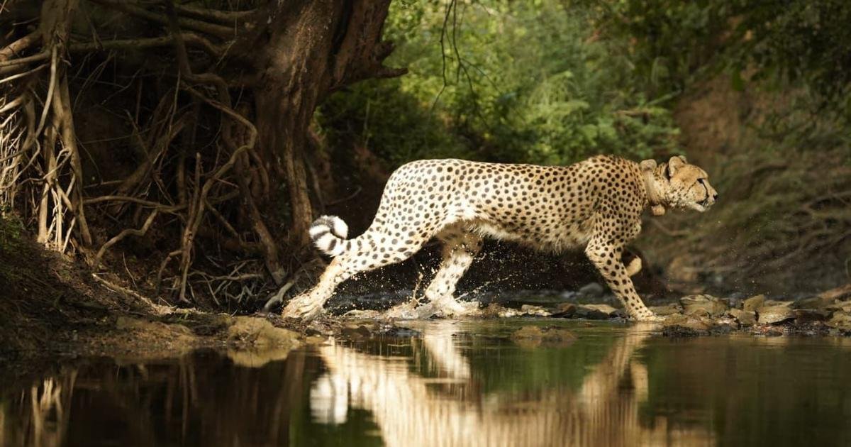 India’s male cheetahs are wandering far beyond Kuno, raising questions about rewilding project