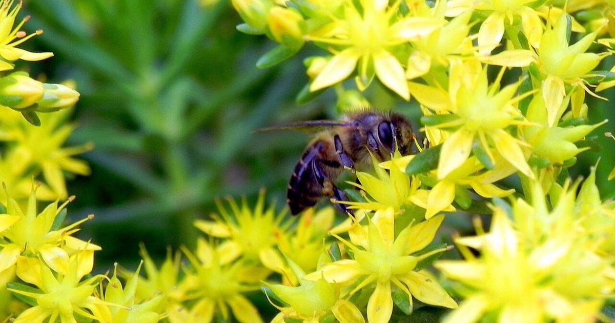 World Bee Day: How India’s herders sustain pollinators, biodiversity and fragile commons